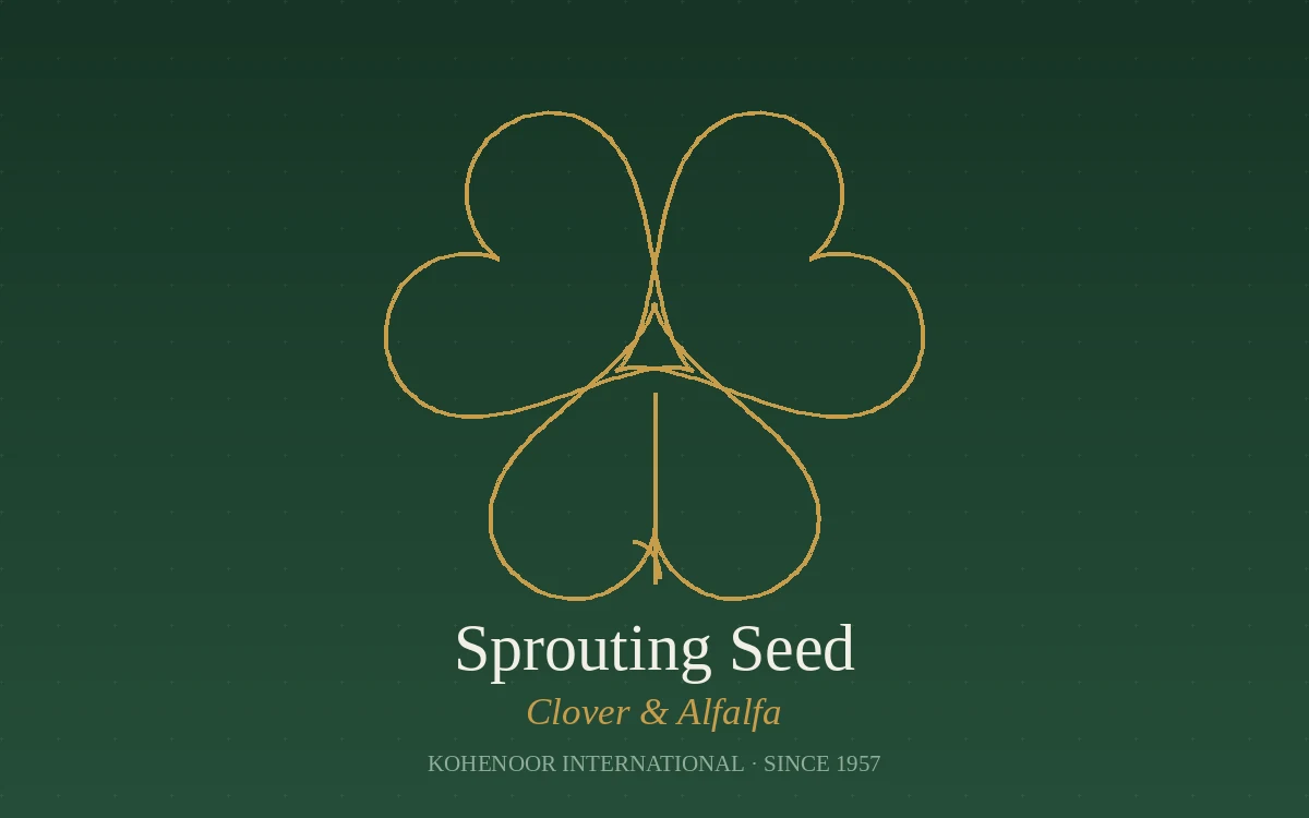 Kohenoor International clover seed — Trifolium, Pakistan origin