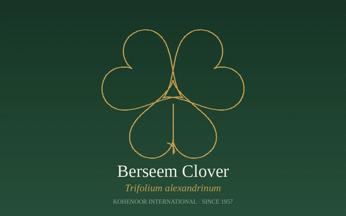 Kohenoor International clover seed — Trifolium, Pakistan origin