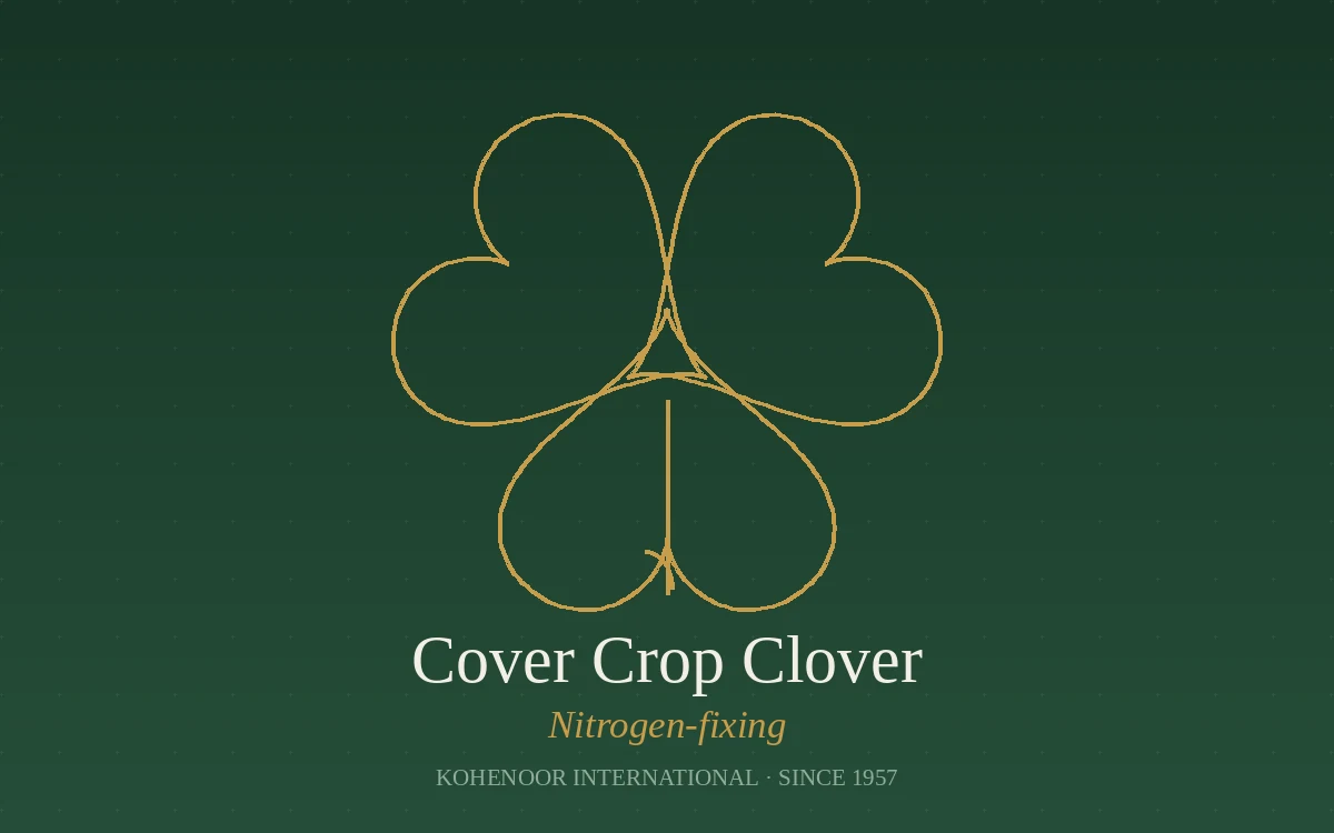 Kohenoor International clover seed — Trifolium, Pakistan origin