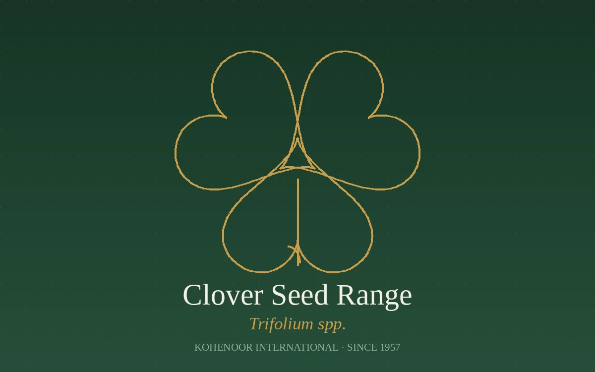 Kohenoor International clover seed — Trifolium, Pakistan origin
