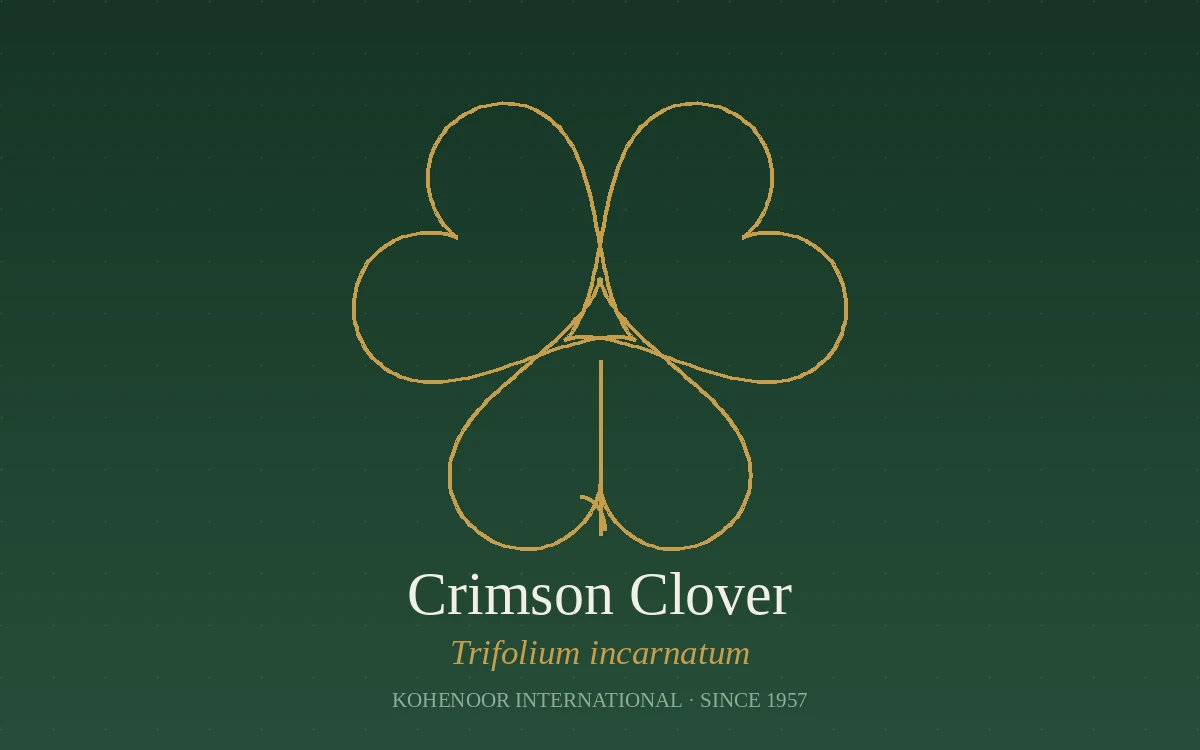 Kohenoor International clover seed — Trifolium, Pakistan origin