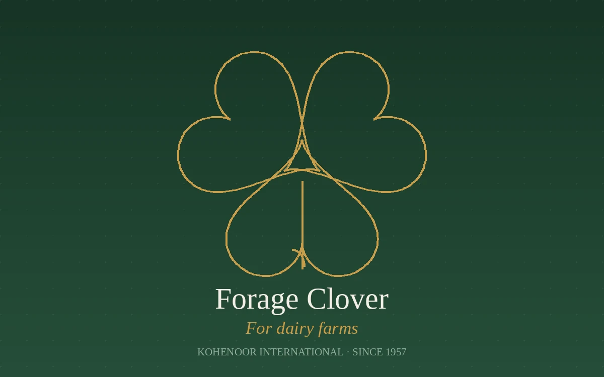Kohenoor International clover seed — Trifolium, Pakistan origin