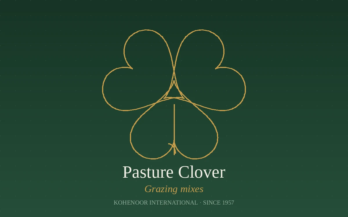 Kohenoor International clover seed — Trifolium, Pakistan origin