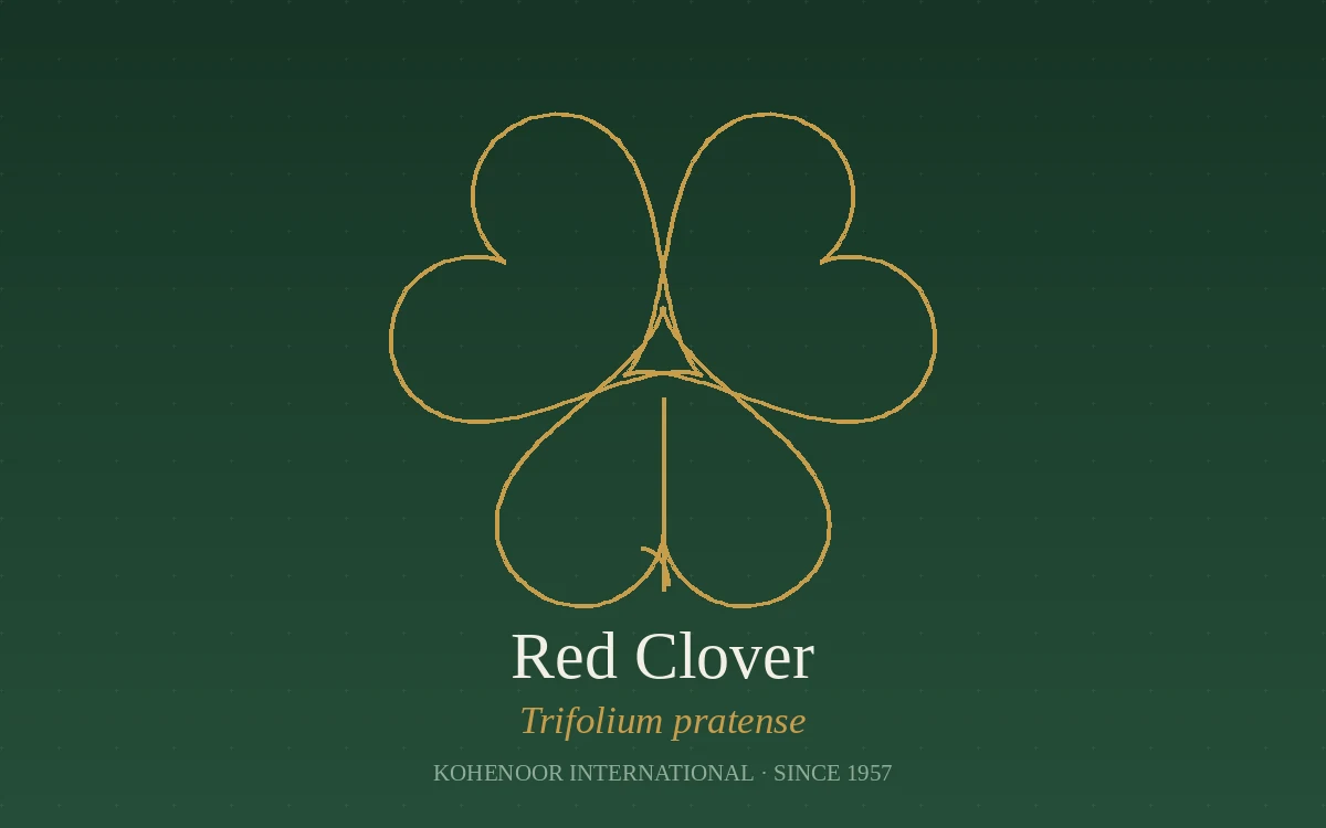 Kohenoor International clover seed — Trifolium, Pakistan origin