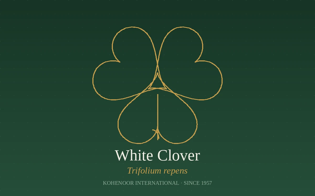 Kohenoor International clover seed — Trifolium, Pakistan origin